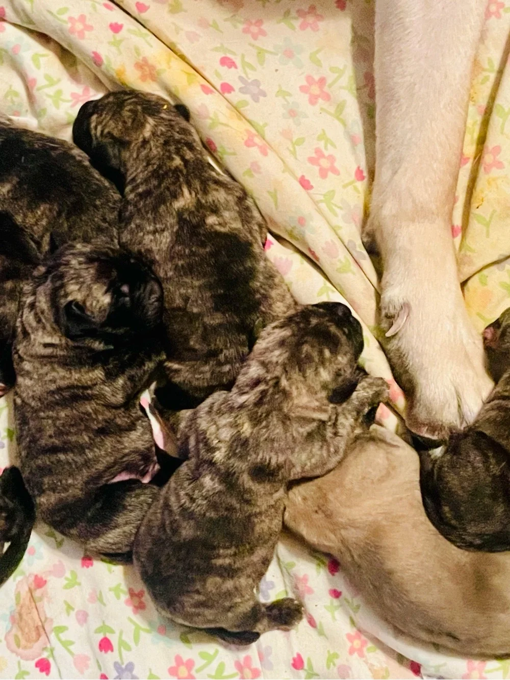 9 Sweet Mastiff Puppies Have Arrived!